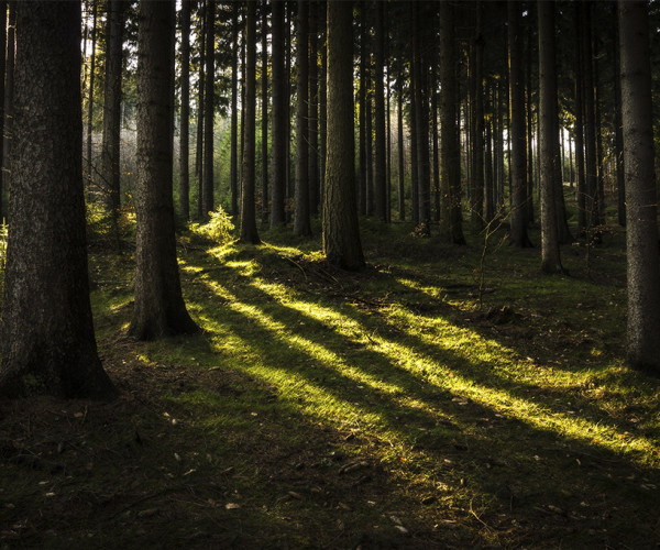 Forest lights - Liberec Region, Czech Republic