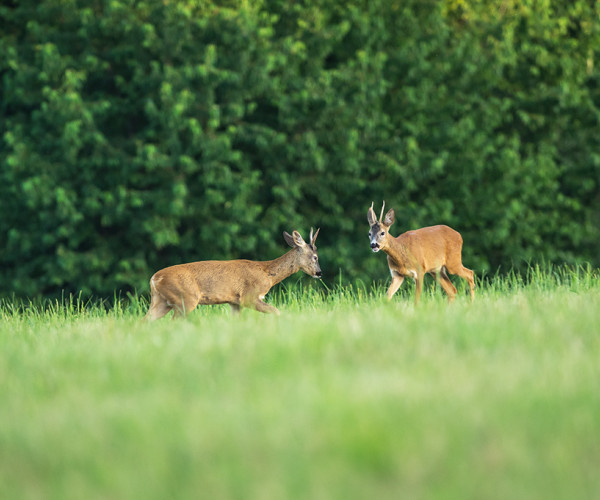 Roe deer - Youngsters are practicing for the &quot;big game&quot; of life.