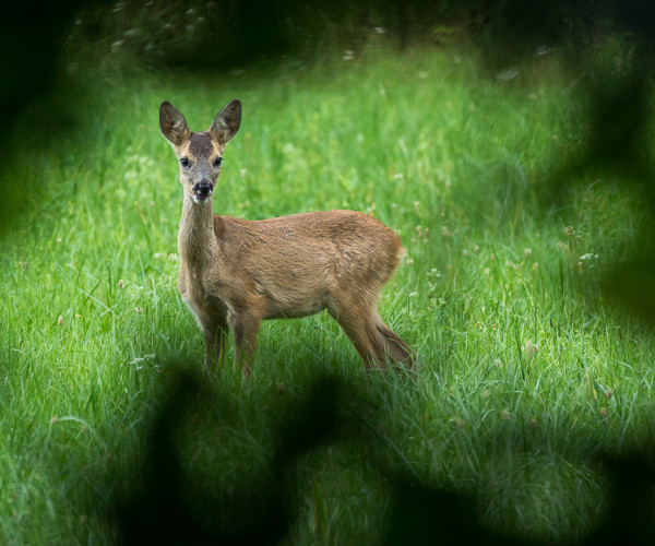 Early morning surprise - Roe deer