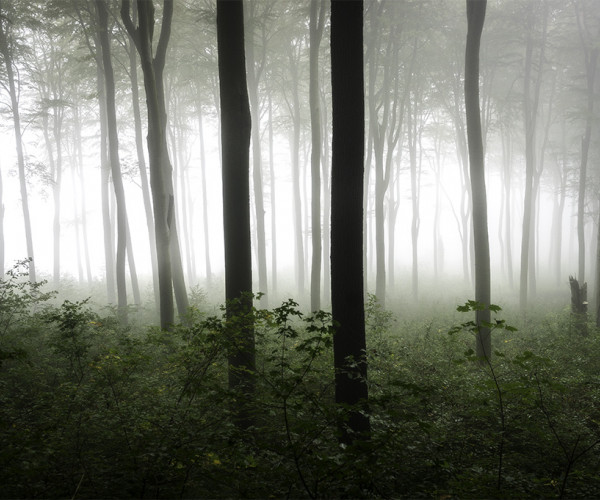 Forest wonderland, Hungary